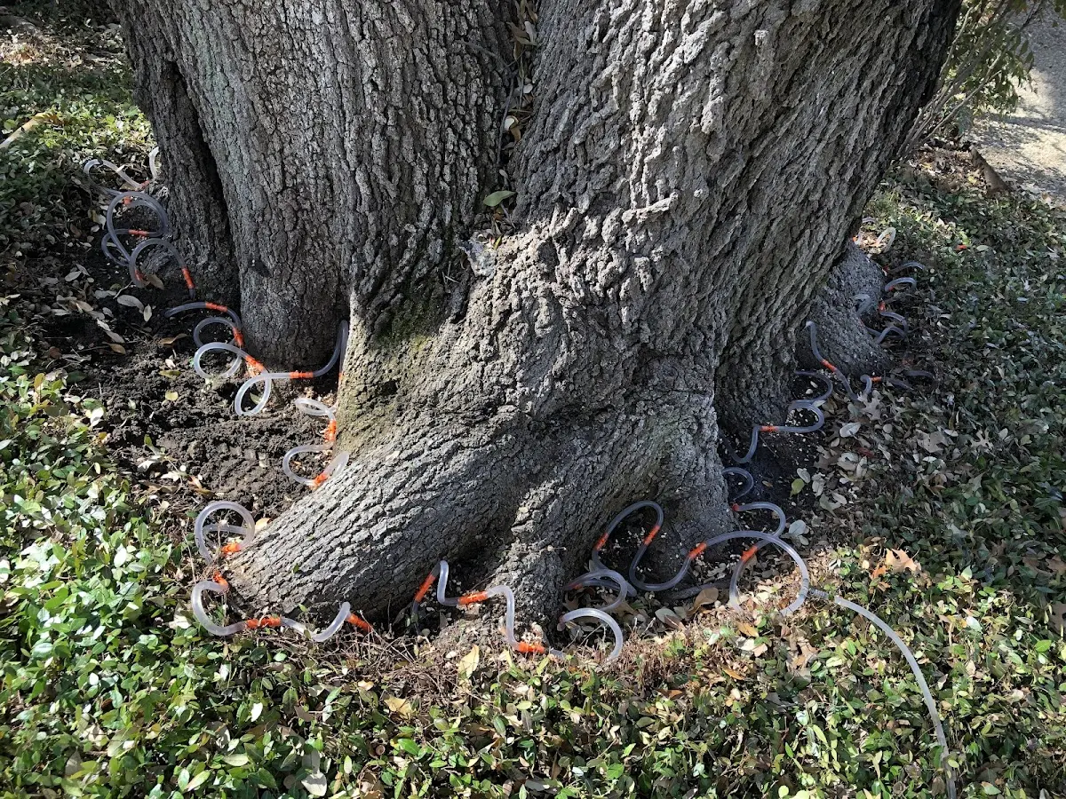 Detailed Tree Cabling and Bracing job site in Wilson Creek