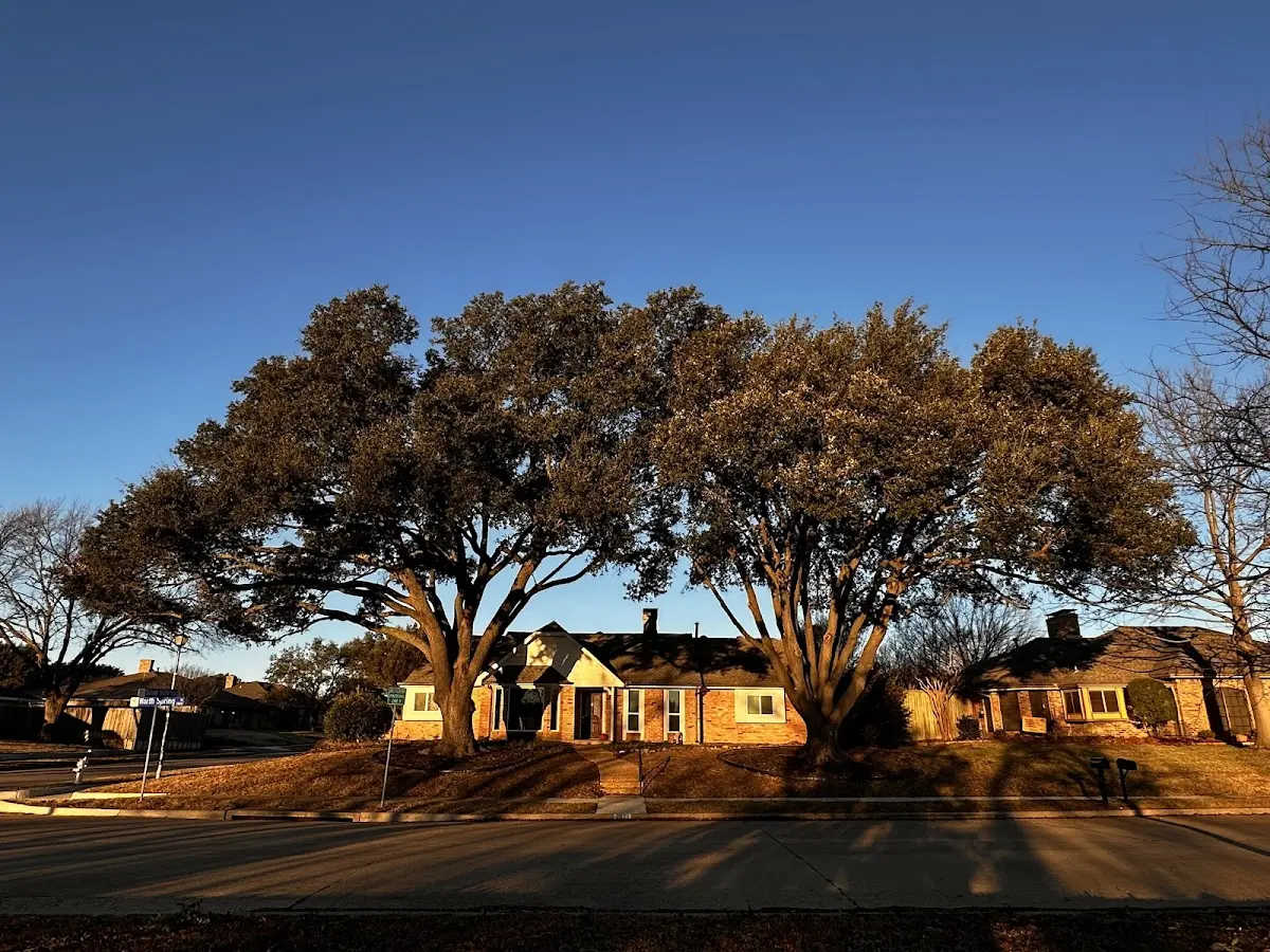 Established residential canopy tree shading a home in Wilson Creek