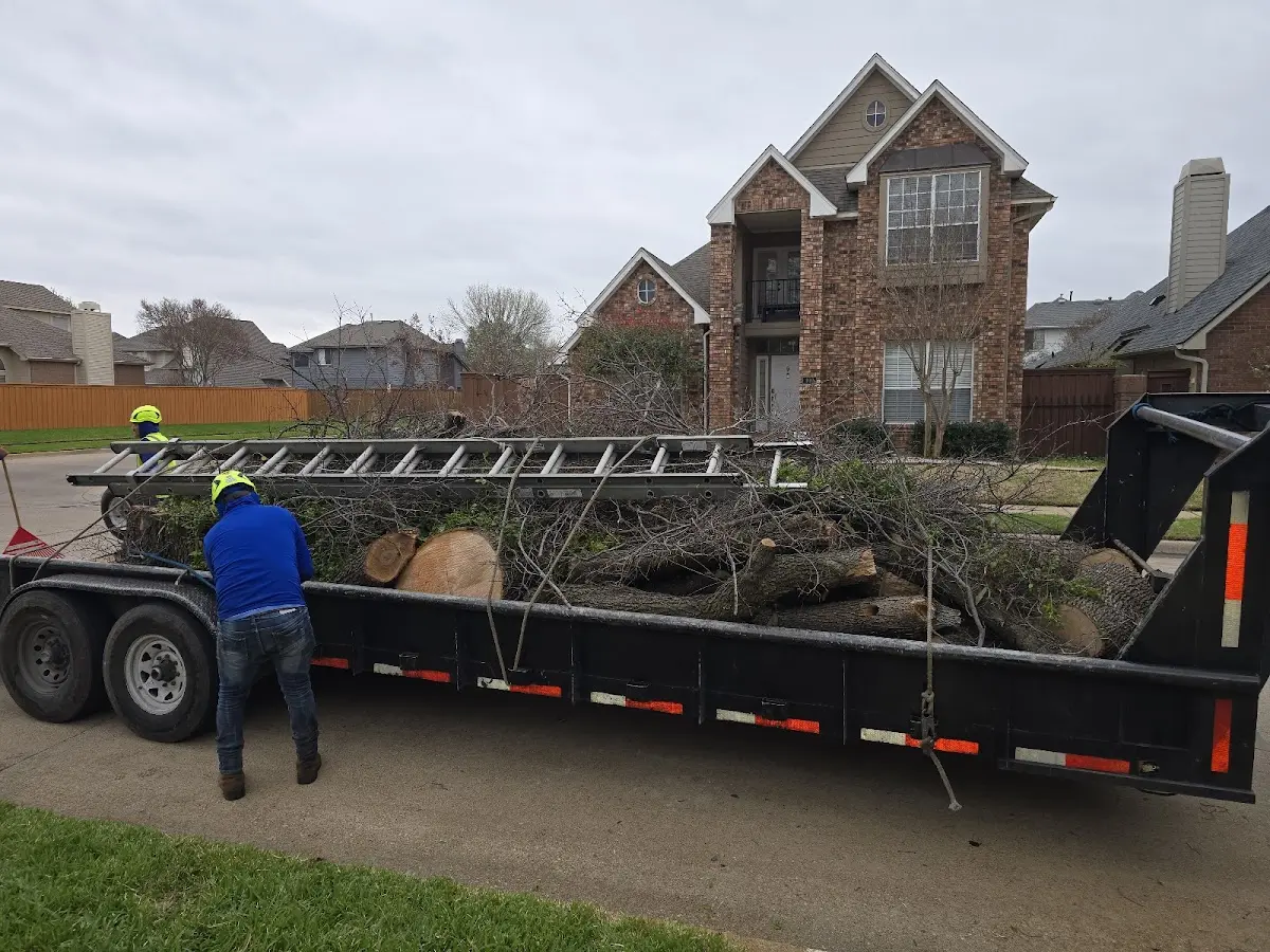 Expert Tree Removal with proper safety equipment in Wilson Creek